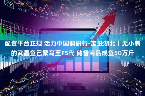 配资平台正规 活力中国调研行·走进湖北丨无小刺的武昌鱼已繁育至F5代 储备商品成鱼50万斤